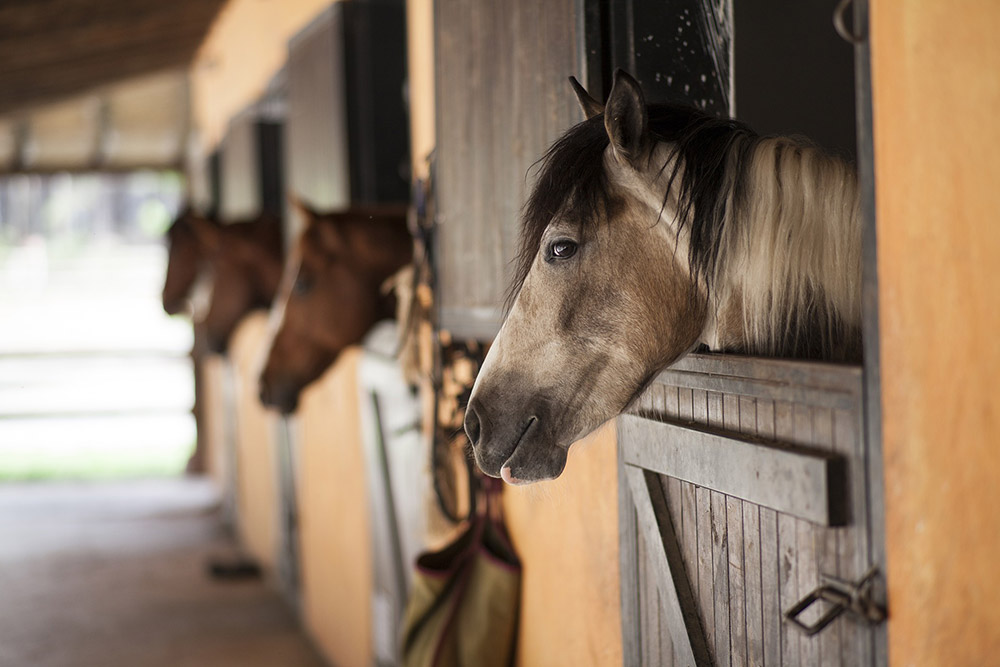 Marechal parage Centres equestres